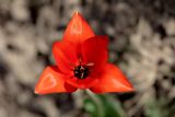 Tulipa zenaidae