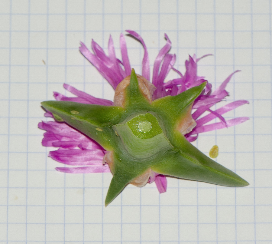 Image of Carpobrotus modestus specimen.