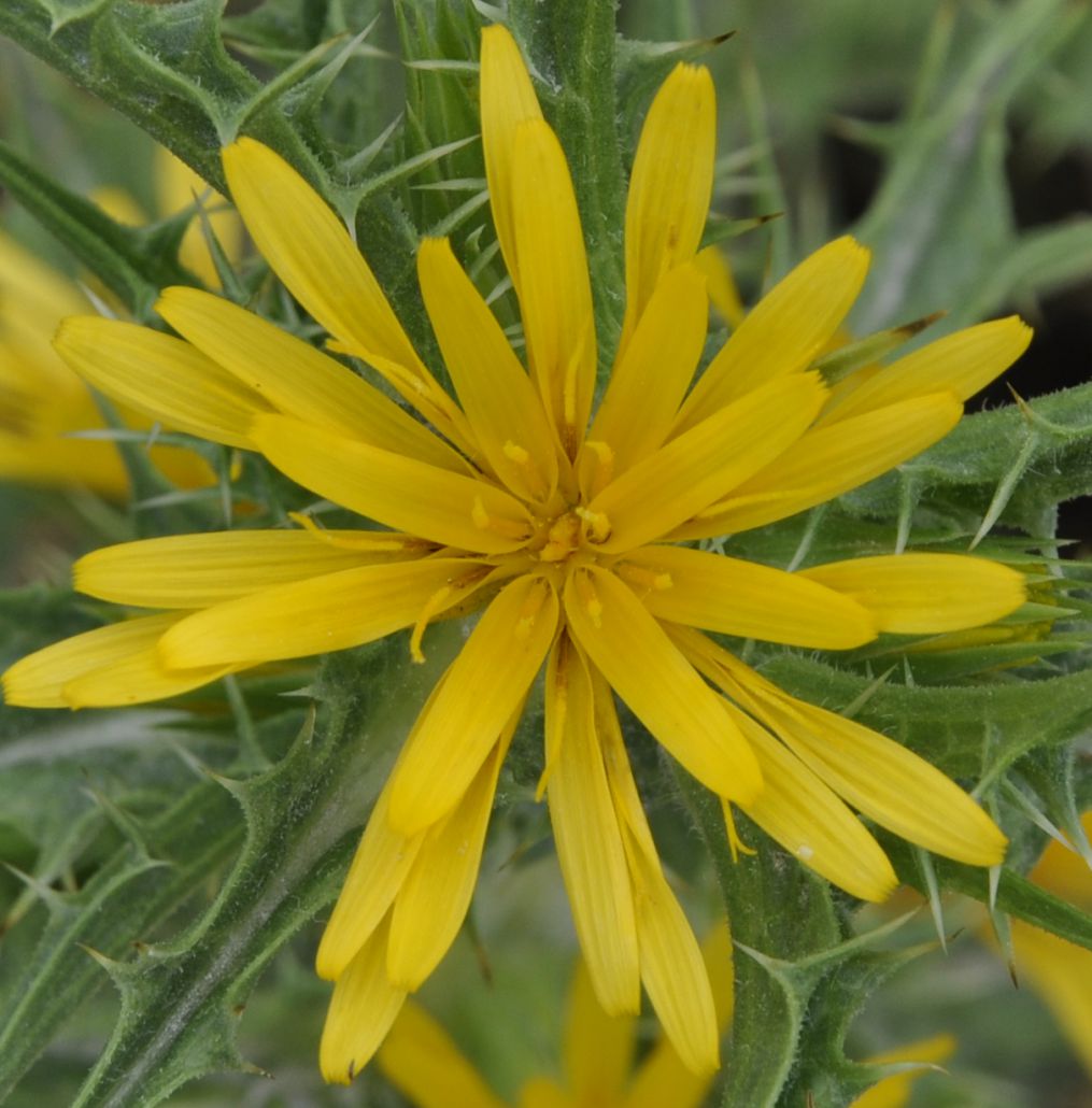 Изображение особи Scolymus hispanicus.