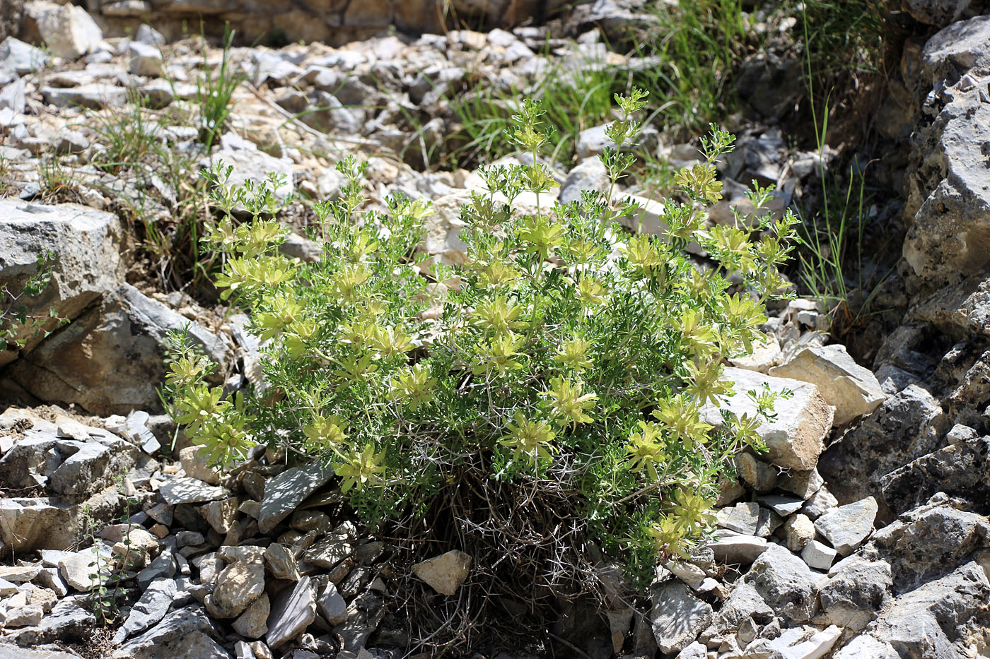 Image of Lagochilus nevskii specimen.