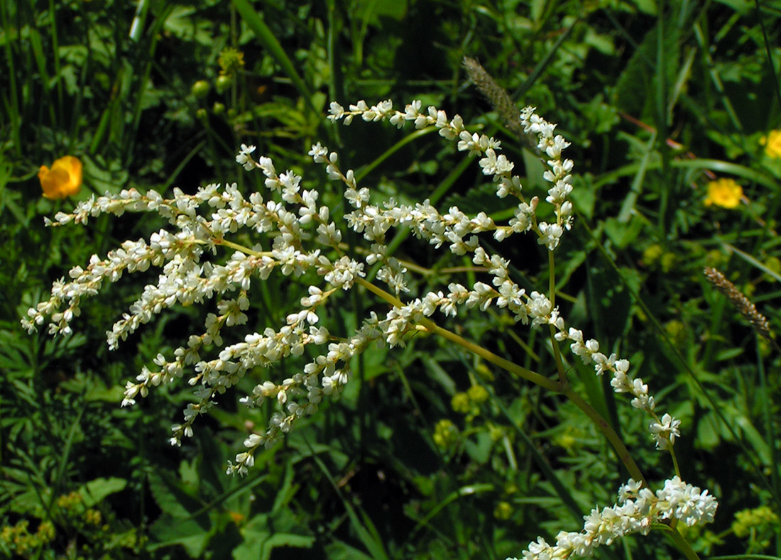 Image of Aconogonon alpinum specimen.