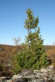 Pinus sibirica. Молодое дерево с повреждённой(?) кроной (возраст - ок. 25 лет). Мурманская обл., окр. г. Мурманск, склон СЗ экспозиции, кустарничково-вороничное берёзовое редколесье. 20.09.2021.