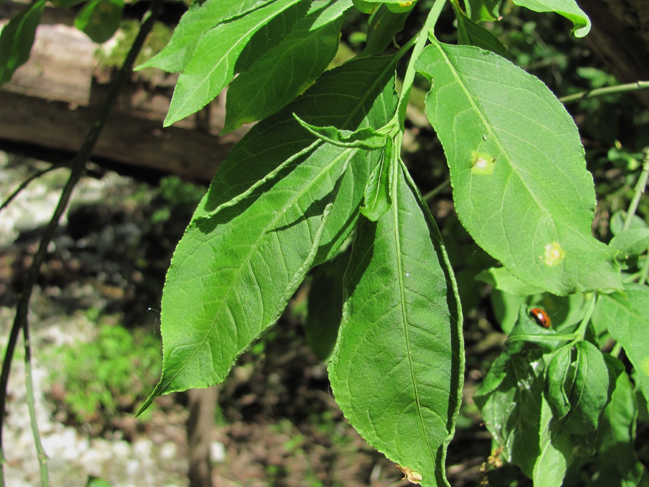 Image of Euonymus europaeus specimen.