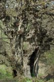 Carpinus betulus. Старое дерево. Азербайджан, Гёйгёльский р-н, с. Зурнабад. 16.04.2010.