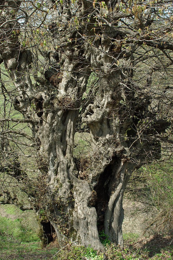 Image of Carpinus betulus specimen.