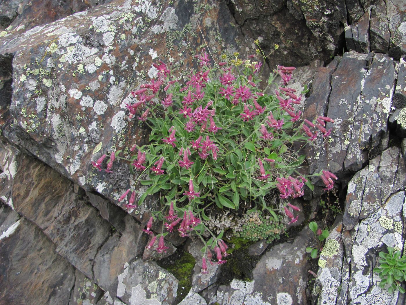 Image of Silene pygmaea specimen.