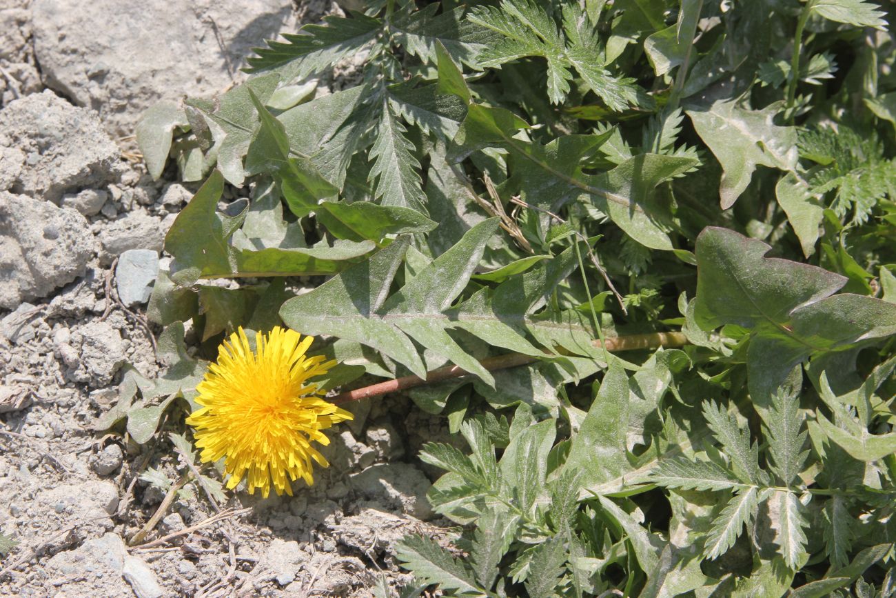 Image of genus Taraxacum specimen.