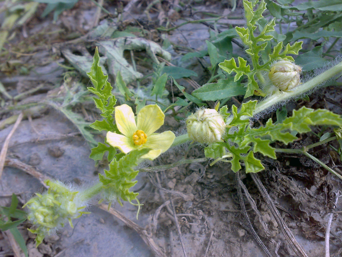 Image of Citrullus lanatus specimen.