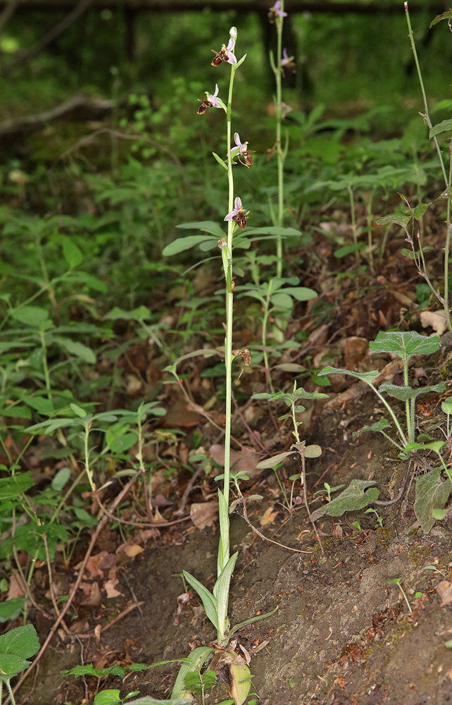 Image of Ophrys oestrifera specimen.