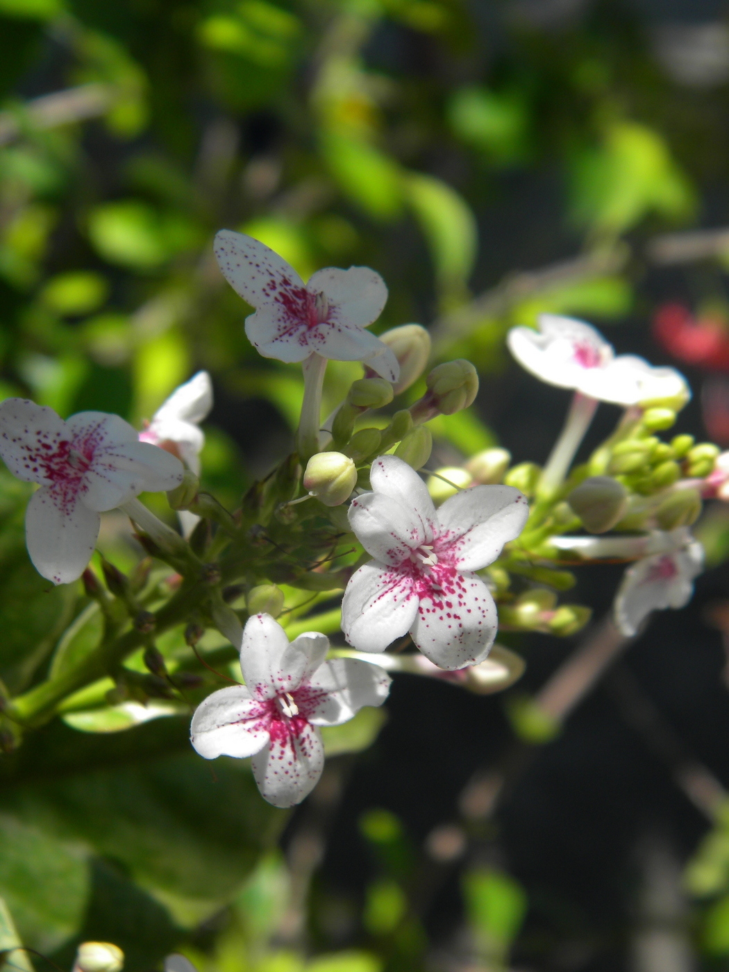 Изображение особи Pseuderanthemum carruthersii.