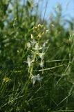 Platanthera bifolia. Соцветие. Беларусь, Витебская обл., сев. окр. пос. Езерище, разнотравный суходольный луг. 24.06.2022.