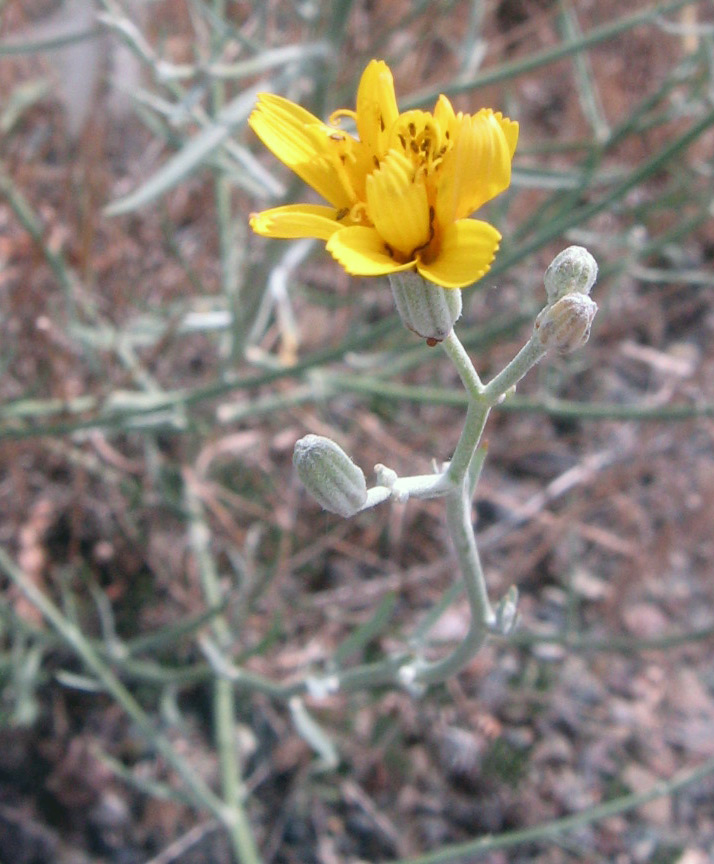 Image of genus Chondrilla specimen.