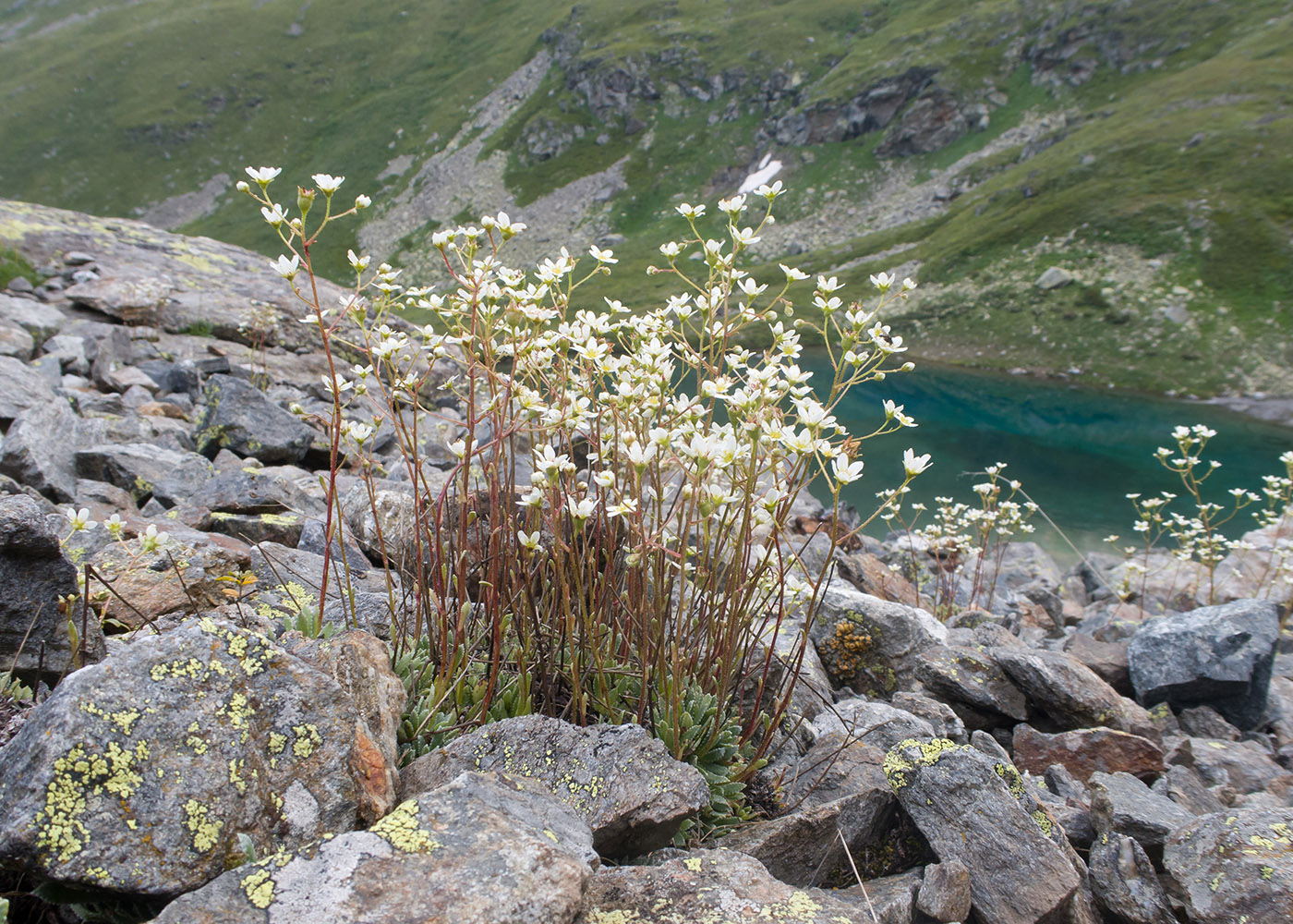 Image of Saxifraga cartilaginea specimen.