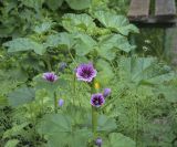 Malva mauritiana. Верхушки цветущих побегов. Пермский край, г. Пермь, Кировский р-н, клумба у жилого дома. 02.07.2022.