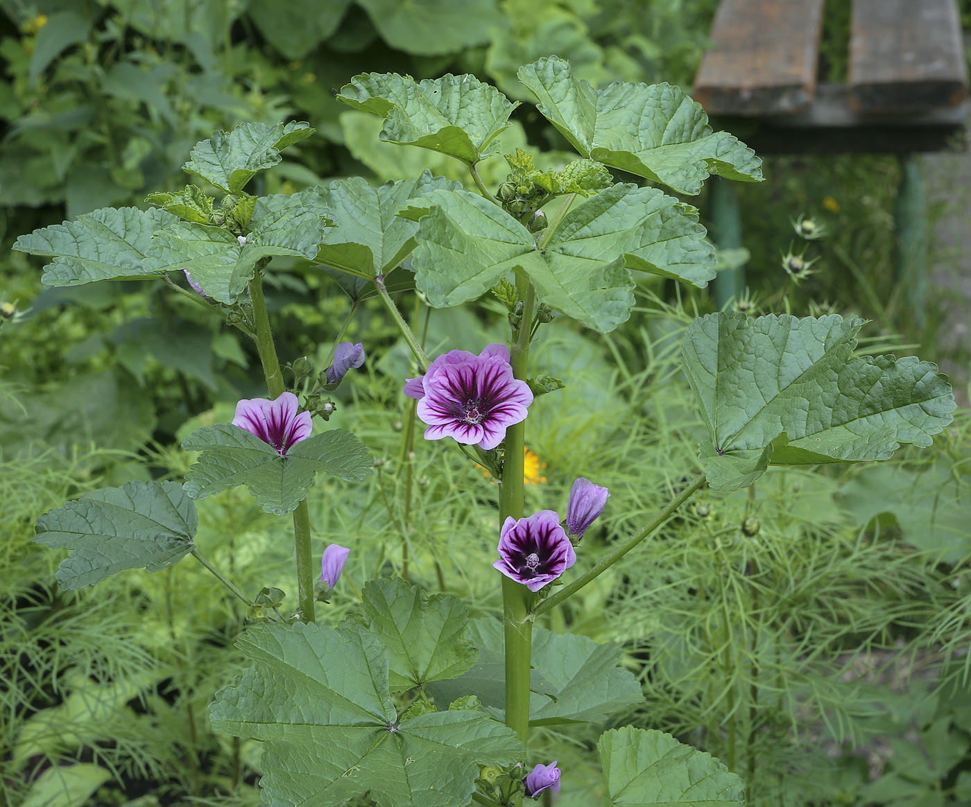 Image of Malva mauritiana specimen.