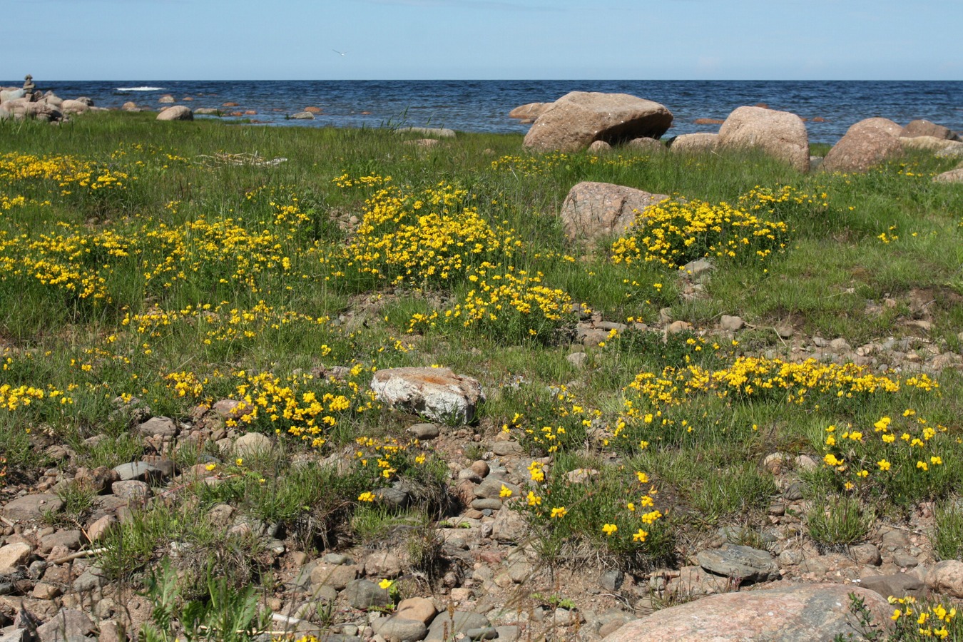 Image of Lotus ruprechtii specimen.