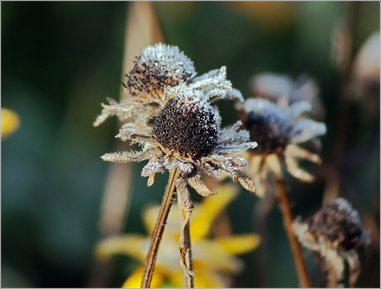 Image of Rudbeckia hirta specimen.