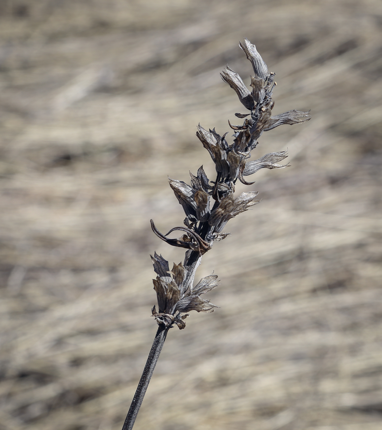 Image of Dracocephalum ruyschiana specimen.