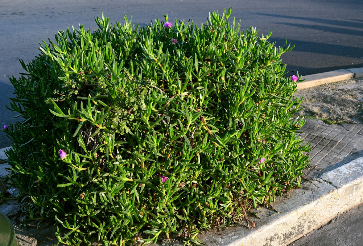 Изображение особи Carpobrotus chilensis.