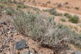 Salsola gemmascens. Вегетирующее растение. Таджикистан, Согдийская обл., Исфара, глинисто-каменистый склон. 1 мая 2023 г.