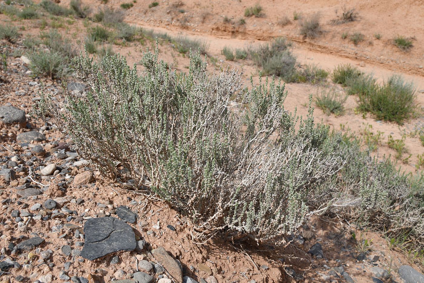 Изображение особи Salsola gemmascens.