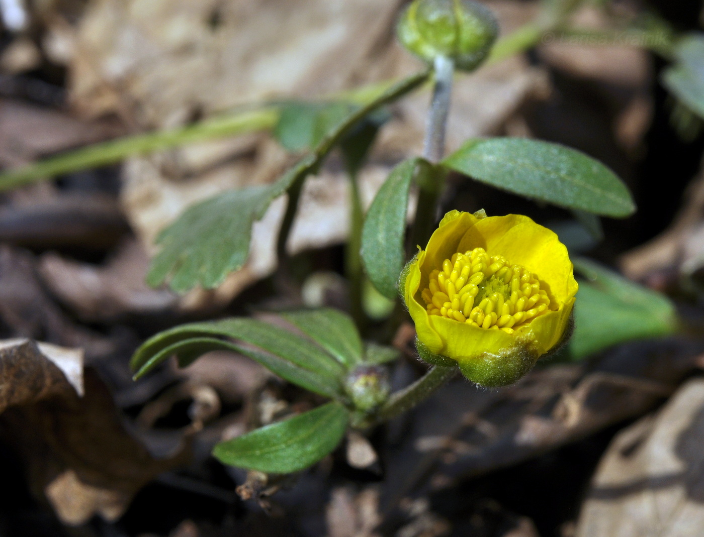 Image of Ranunculus franchetii specimen.