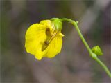 Utricularia intermedia. Верхушка побега с цветком с сидящим моллюском и бутоном. Мурманская обл., Кандалакшский р-н, Княжегубское вдхр., оз. Нотозеро, Листяные о-ва, небольшой заболоченный островок. 08.07.2023.