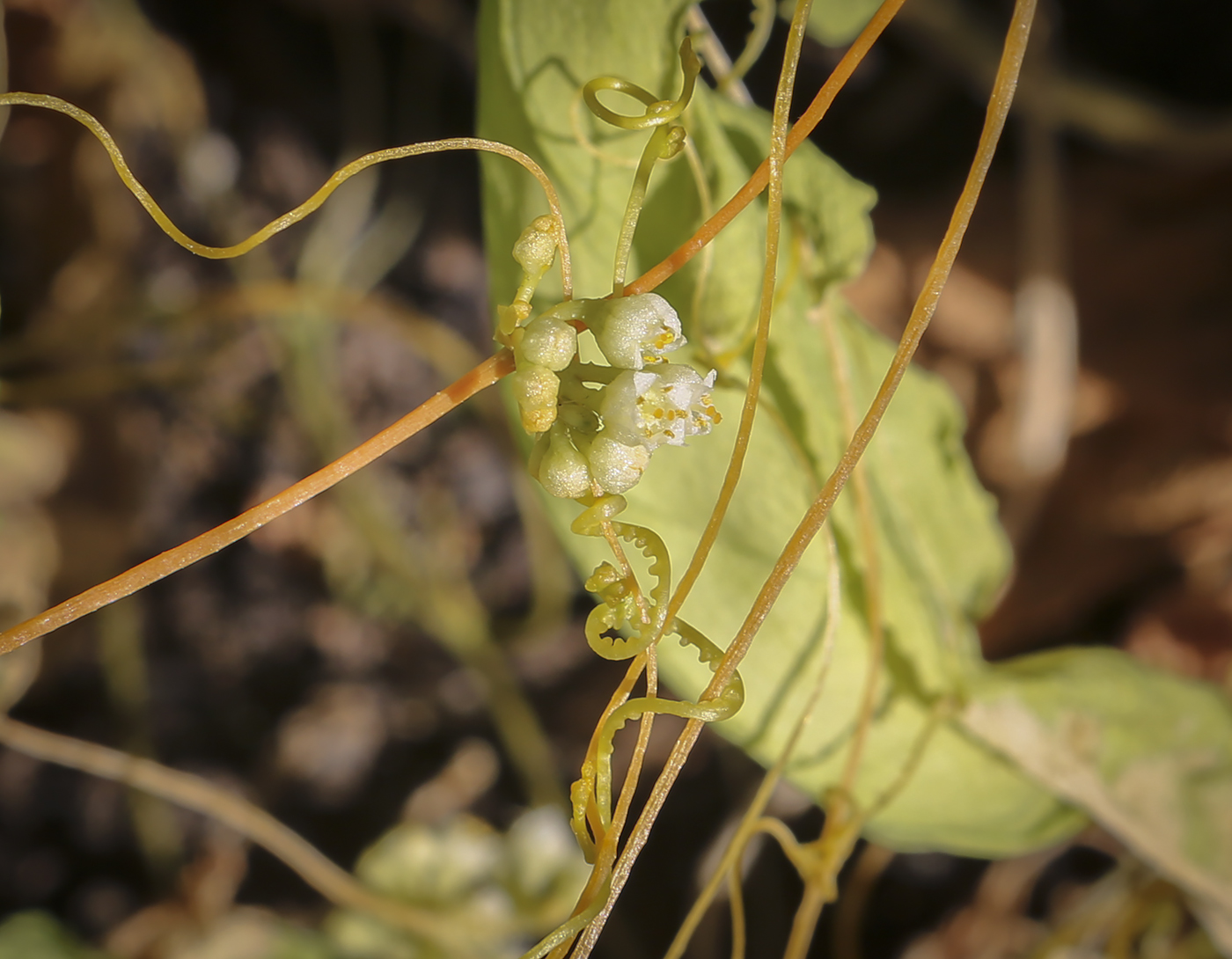 Изображение особи Cuscuta campestris.