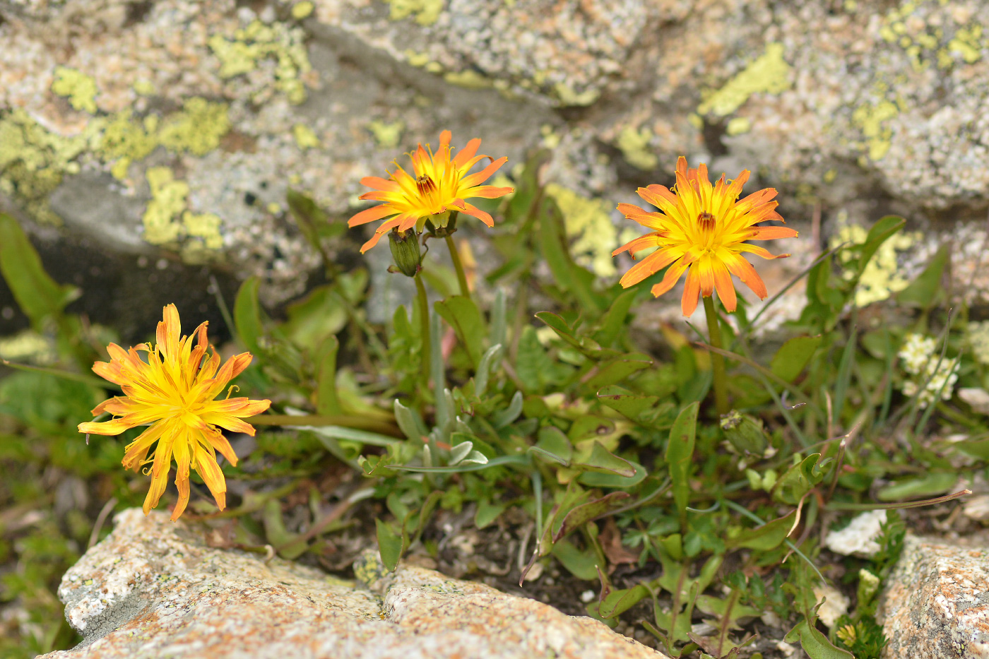 Image of genus Taraxacum specimen.