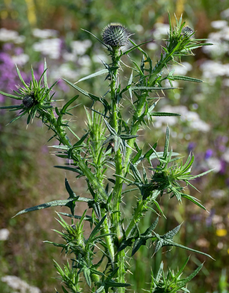 Image of Cirsium vulgare specimen.