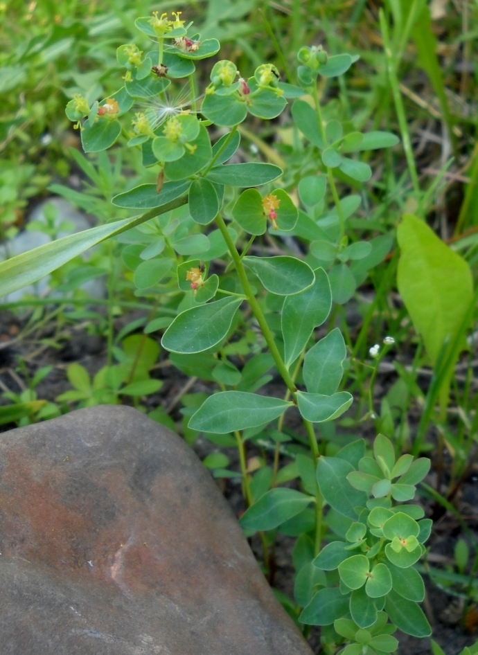 Изображение особи Euphorbia borodinii.