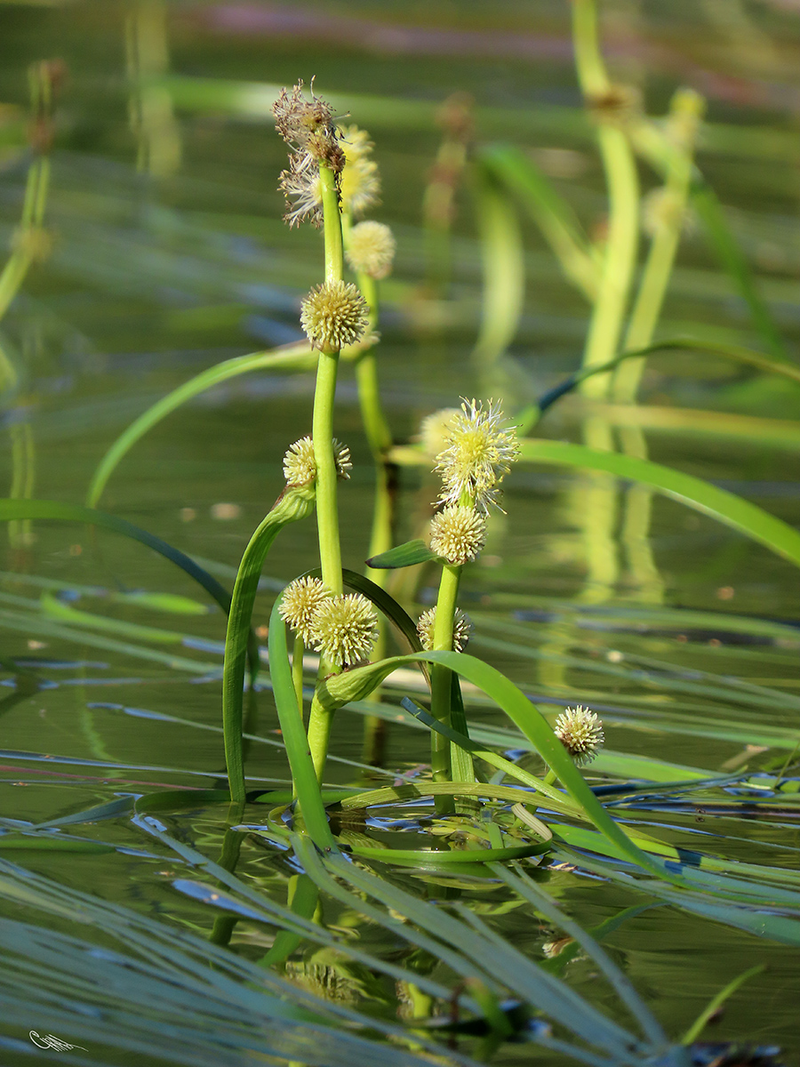 Image of Sparganium &times; longifolium specimen.