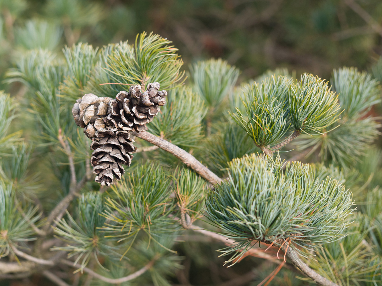 Изображение особи Pinus parviflora.