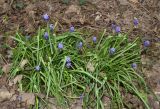 Muscari leucostomum