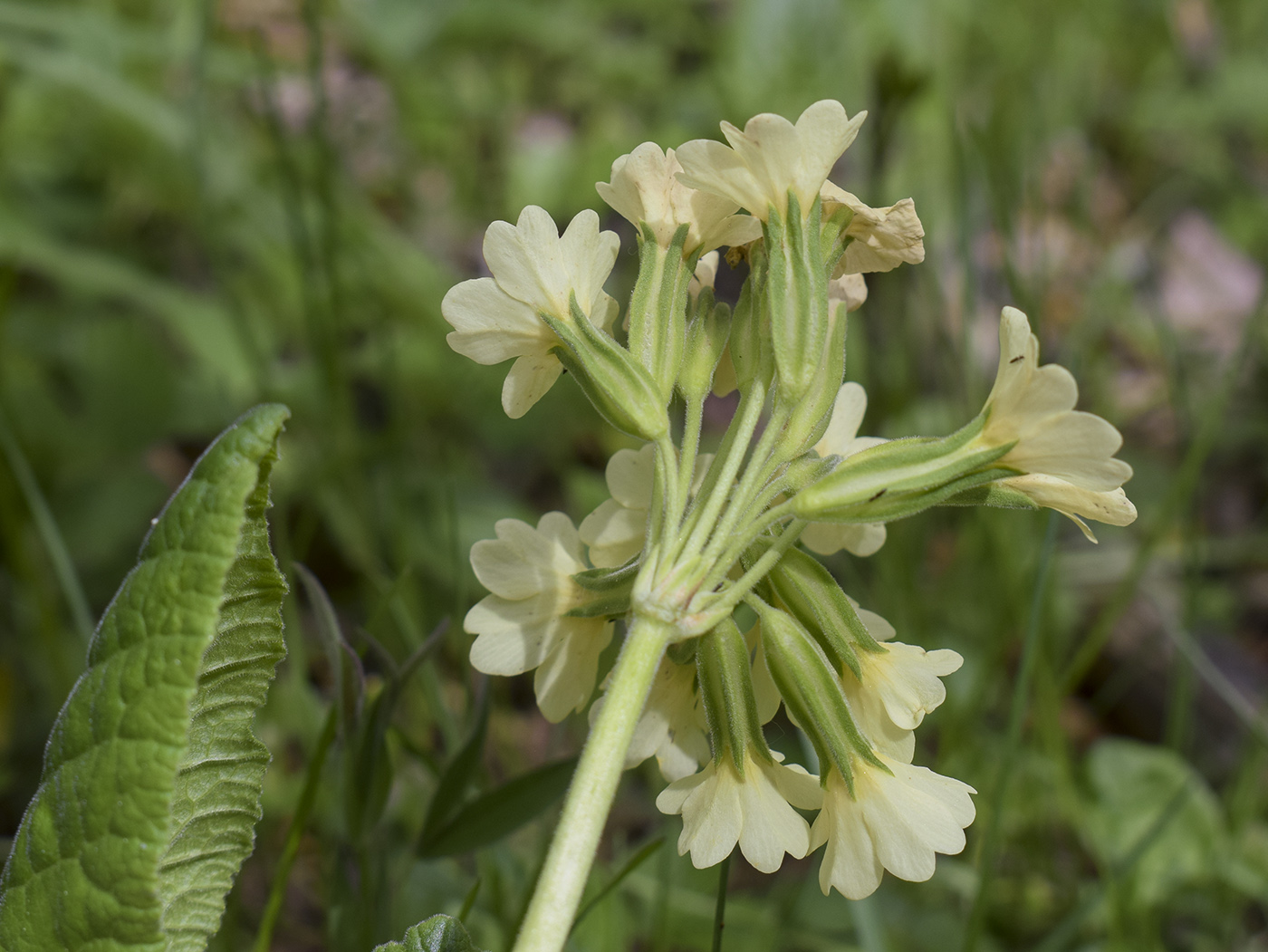 Изображение особи Primula intricata.