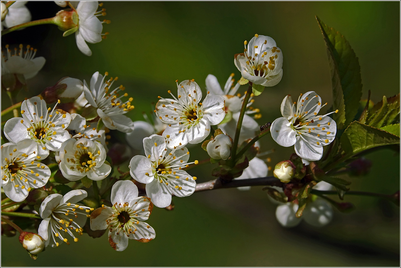 Изображение особи Cerasus vulgaris.