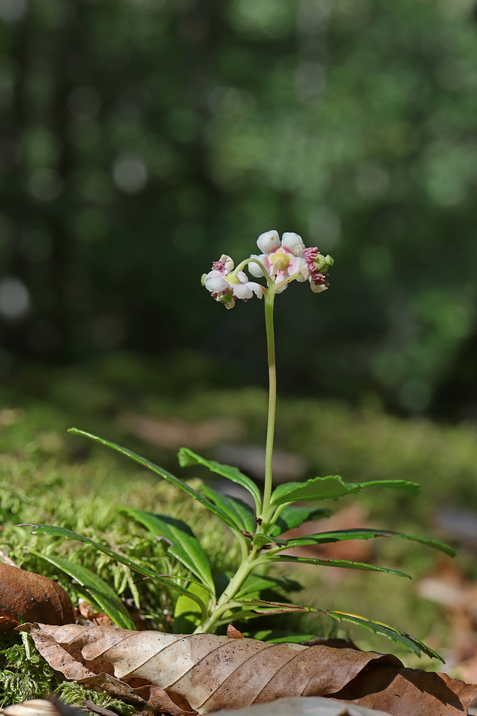 Image of Chimaphila umbellata specimen.