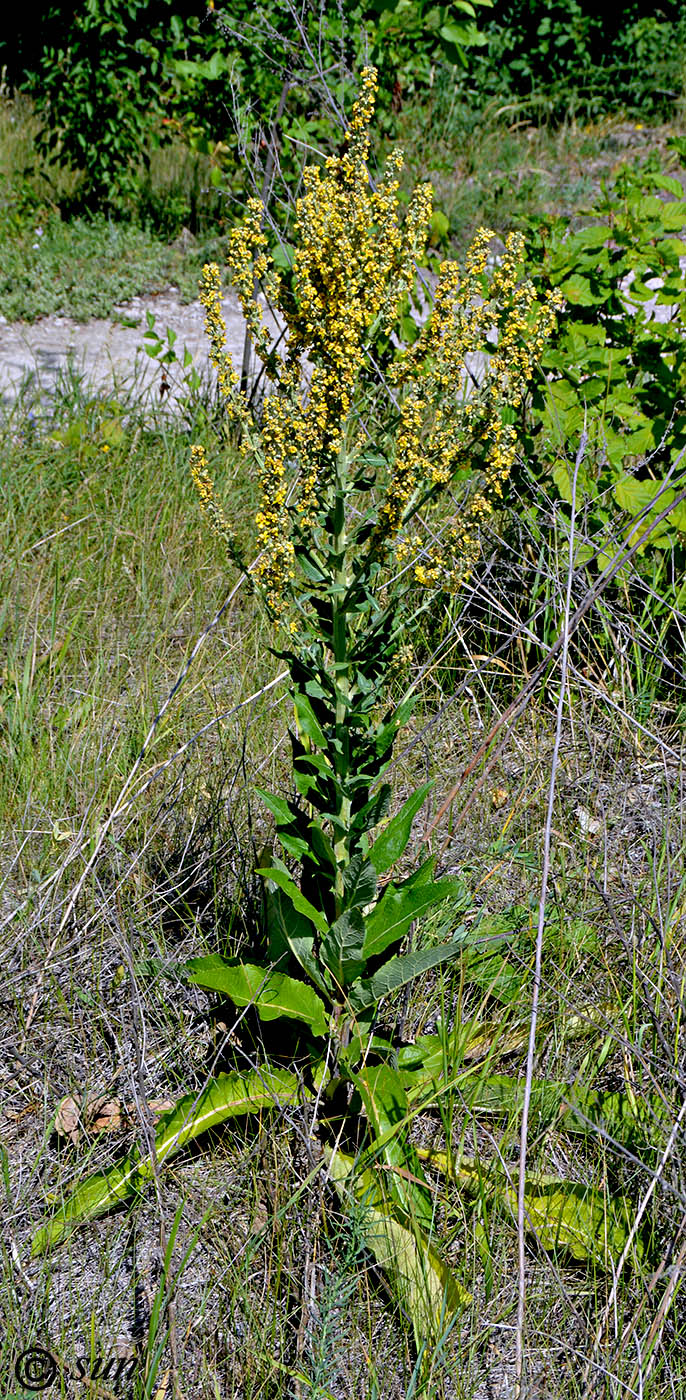 Изображение особи Verbascum lychnitis.