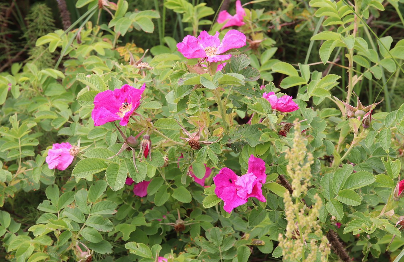 Image of Rosa &times; majorugosa specimen.