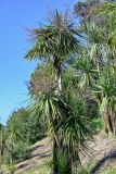 Cordyline australis