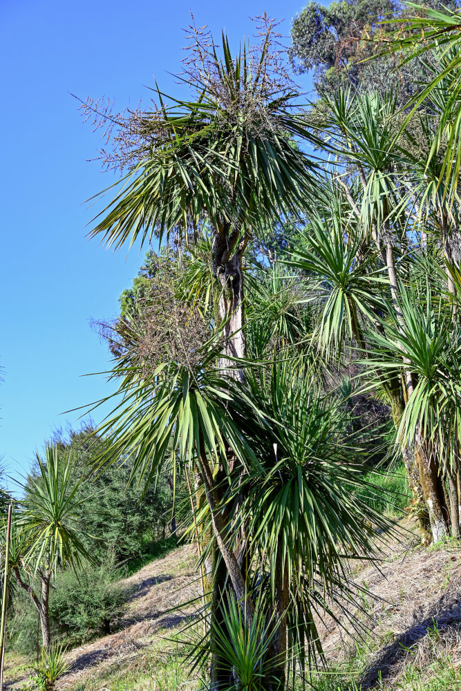 Image of Cordyline australis specimen.