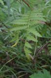 Tanacetum vulgare. Лист. Тульская обл., Куркинский р-н, окр. степного урочища Горки, берег р. Дон, луг. 30 июля 2024 г.