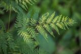 Pteridium pinetorum. Верхушка вайи. Воронежская обл., Воронежский заповедник, сосновый бор. 11.07.2024.