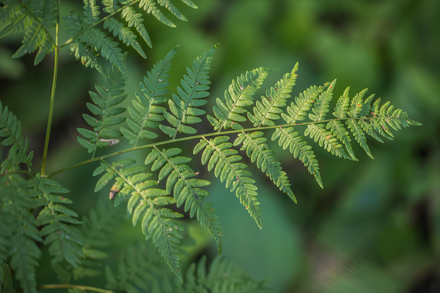 Image of Pteridium pinetorum specimen.