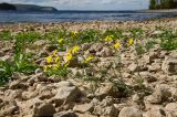 Crepis tectorum. Цветущее и плодоносящее растение. Самарская обл., Ставропольский р-н, окр. с. Жигули, Молодецкий курган, берег зал. Жигулёвская Труба, каменная россыпь. 7 сентября 2023 г.