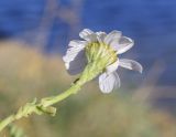 Anthemis maritima. Верхушка побега с соцветием (вид со стороны обёртки). Испания, автономное сообщество Каталония, провинция Жирона, комарка Альт-Эмпорда, муниципалитет Сан-Педро-Пескадор, устье р. Вель (так же El Riuet), пляж Риуэт, подножие тылового склона дюны. 19.10.2024.