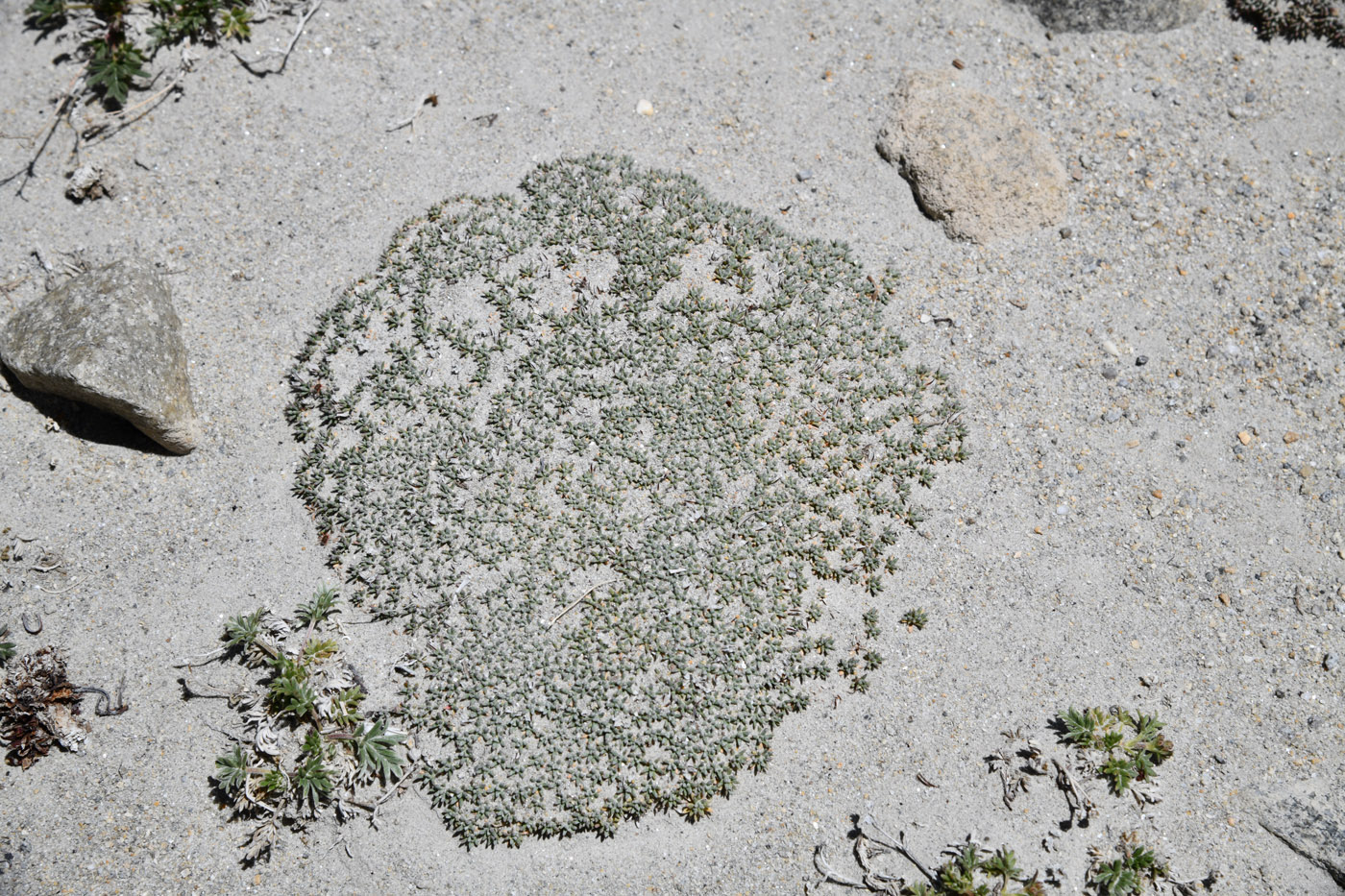 Image of Acantholimon diapensioides specimen.