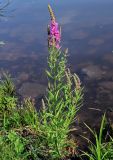 Lythrum salicaria