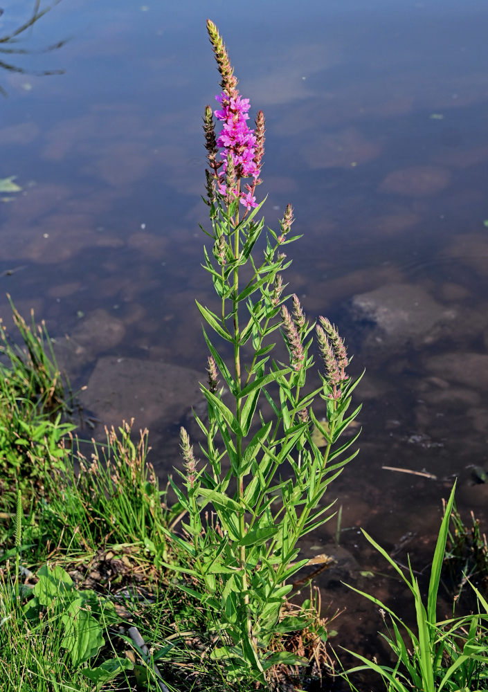 Изображение особи Lythrum salicaria.