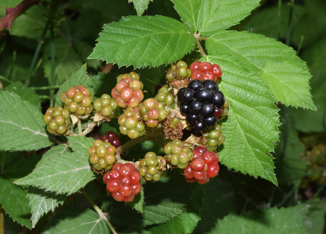 Image of Rubus sanctus specimen.